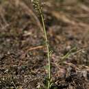 Image of Alpine Pennycress