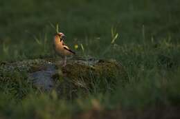 Image of Coccothraustes Brisson 1760