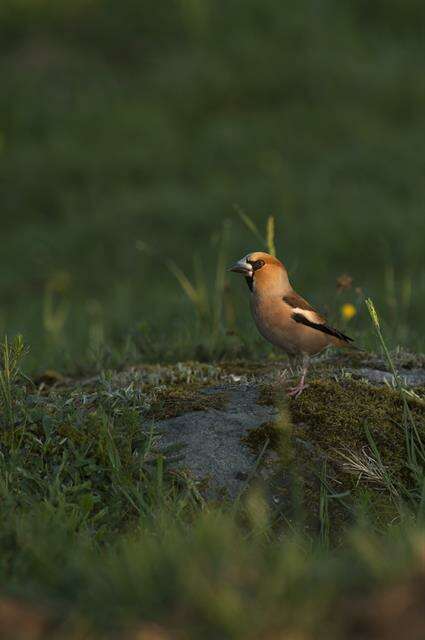 Image of Coccothraustes Brisson 1760