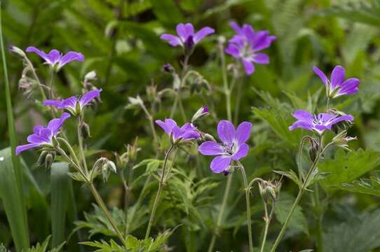 Image of geranium