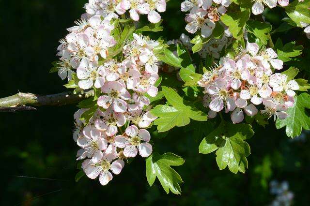 Image of Hawthorn