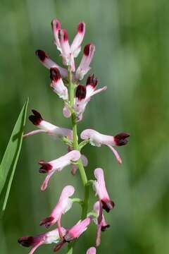 Image of Fumitory