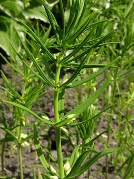 Image of Solomon's Seal