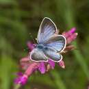 Image of Green-underside Blue