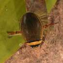 Image of Water beetle