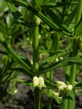 Image of Solomon's Seal