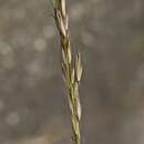 Image of tall oatgrass