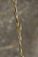 Image of Button Grass