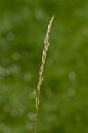 Image of Button Grass