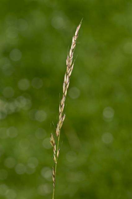 Image of Button Grass