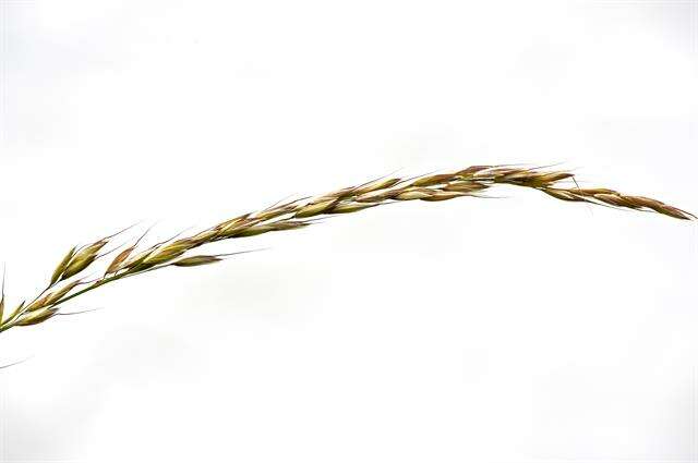 Image of Button Grass