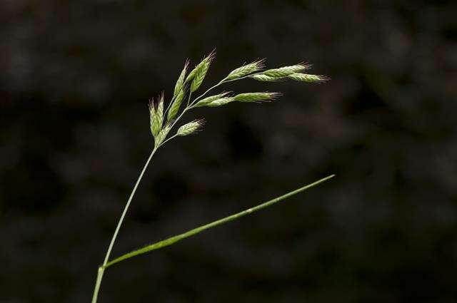 Image of brome