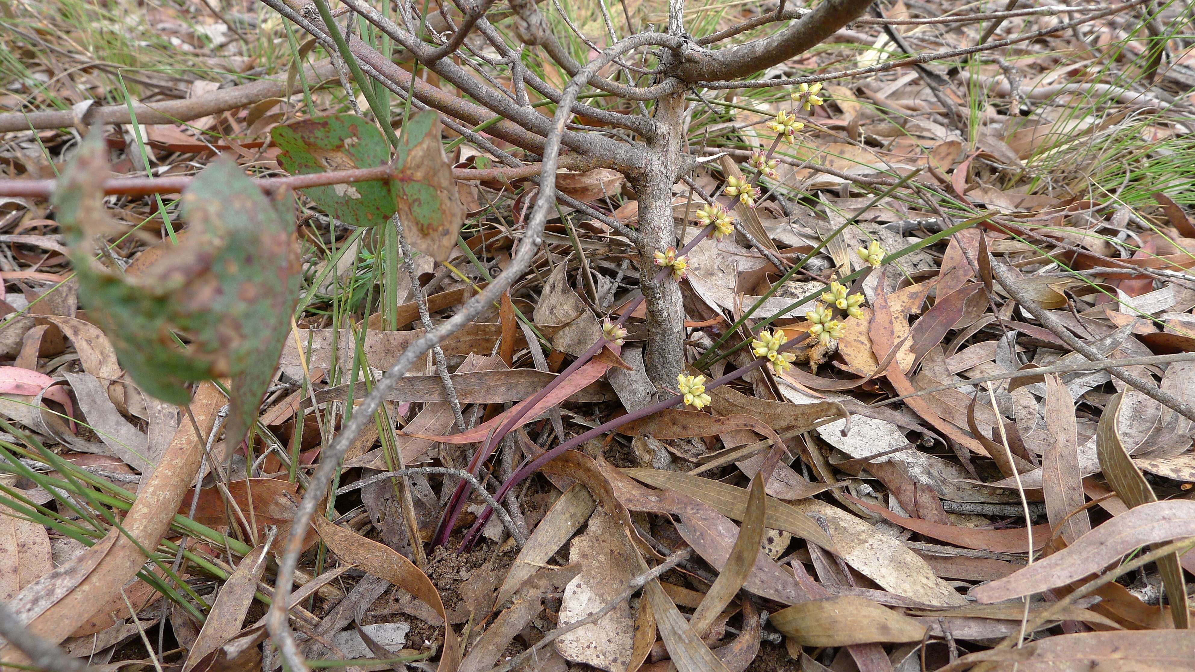 Image de Lomandra multiflora (R. Br.) Britten