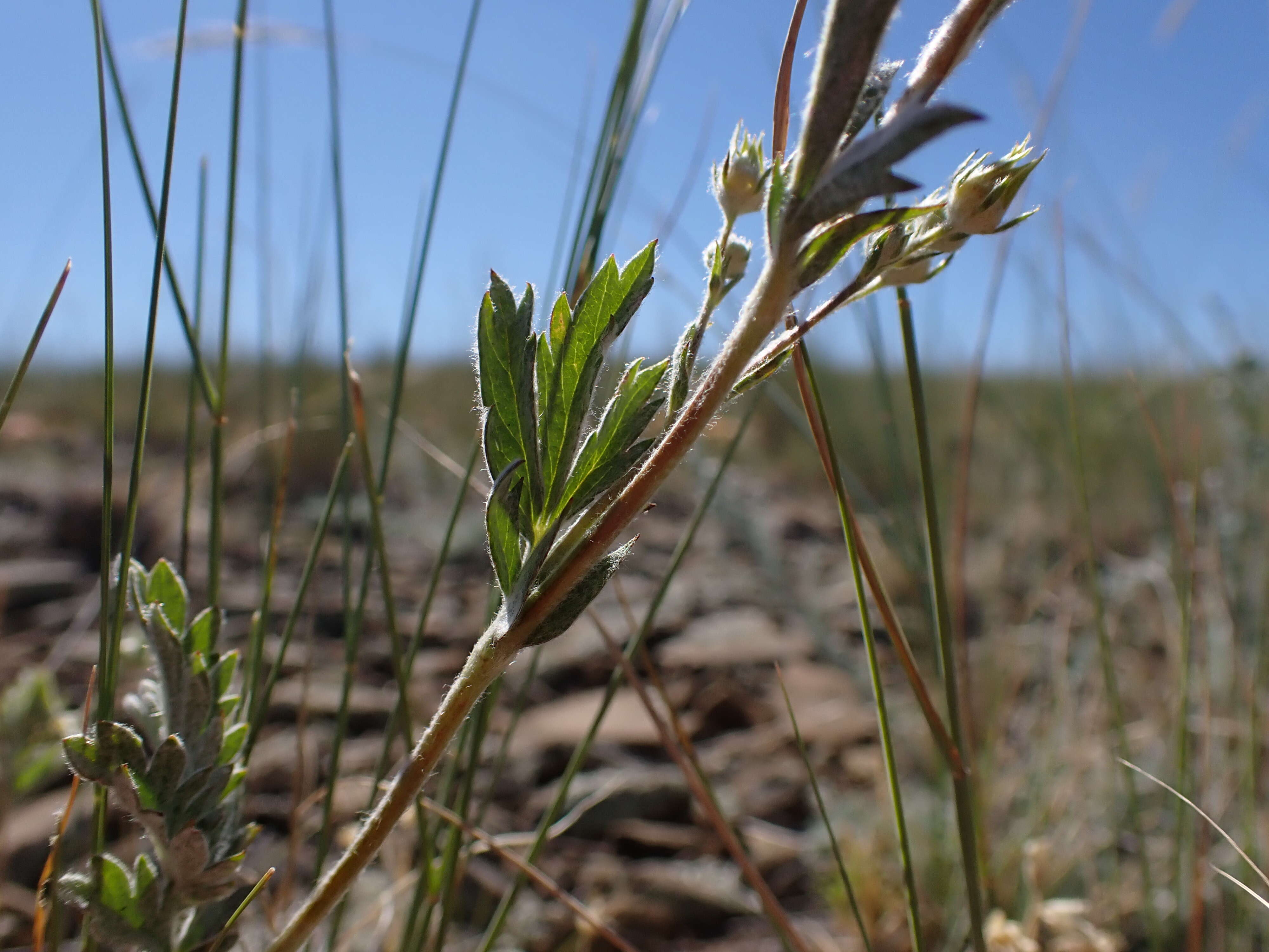 Image of woolly cinquefoil