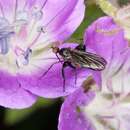 Image of Empis pennipes Linnaeus 1758