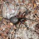 Image de Gnaphosa bicolor (Hahn 1833)