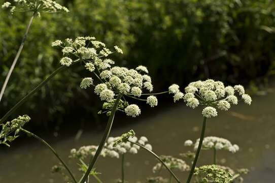 Слика од Heracleum sphondylium subsp. sibiricum (L.) Simonk.