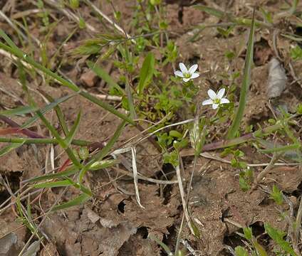 Image of Arenaria