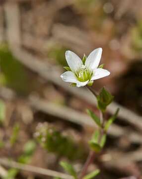 Image of Arenaria