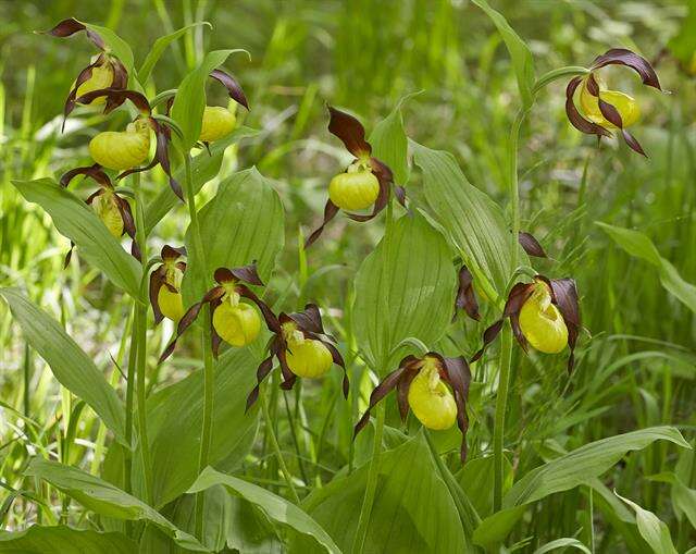 Image of Slipper orchids