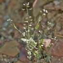 Image of Cotswold pennycress