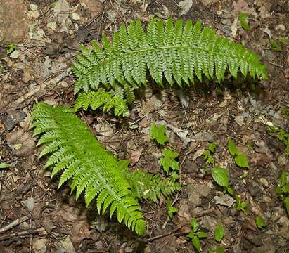 Image of hollyfern