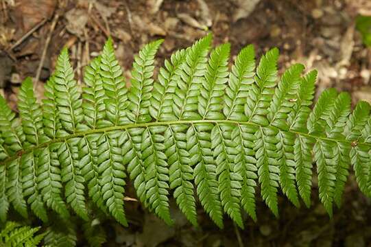 Plancia ëd Polystichum