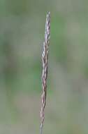 Image of Junegrass