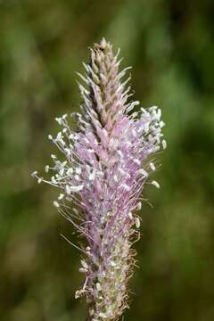 Image of plantain