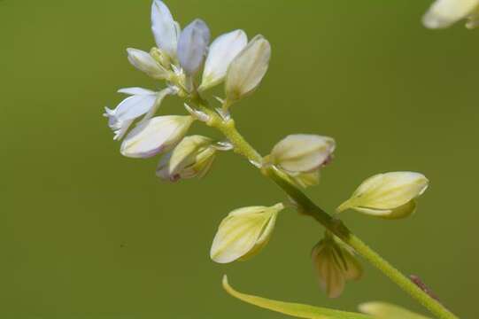 Image of Milkwort