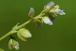 Image of Milkwort