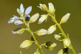 Image of Milkwort