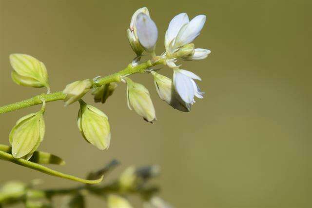 Image of Milkwort