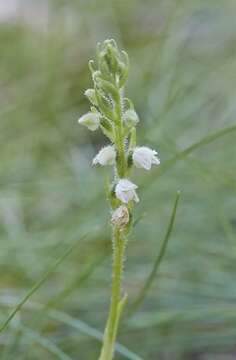 Image of Rattlesnake plantain