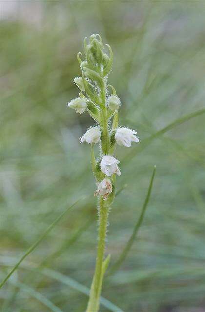 Image of Rattlesnake plantain