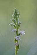 Image of Rattlesnake plantain