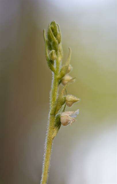 Image of Rattlesnake plantain