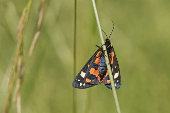 Plancia ëd Callimorpha