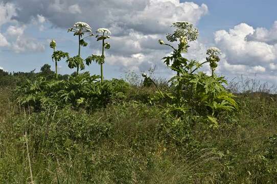 Image of cowparsnip