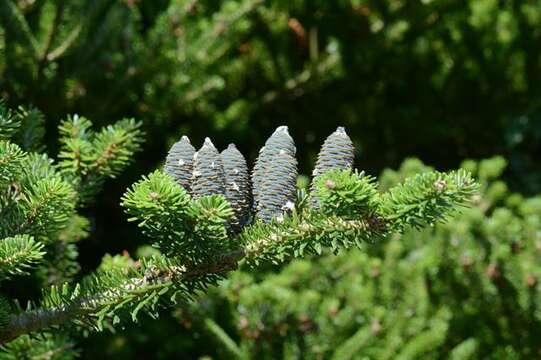 Image of Fir