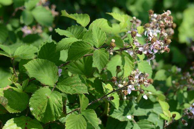 Слика од Rubus vestitus Weihe & Nees