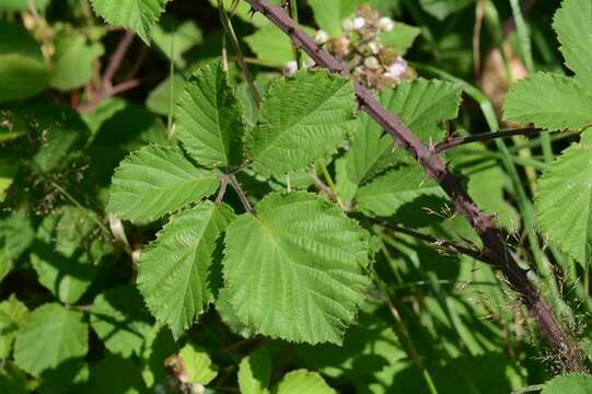 Image of European blackberry
