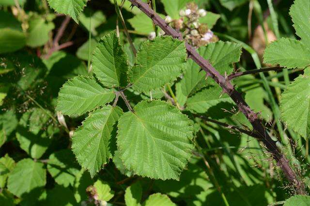 Слика од Rubus vestitus Weihe & Nees