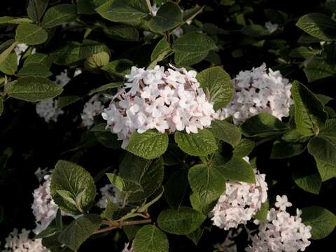 Image de Viburnum carlesii Hemsl. ex Forb. & Hemsl.