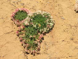 Image of Wreath Flower