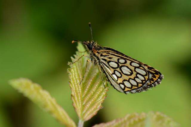 Imagem de Heteropterus