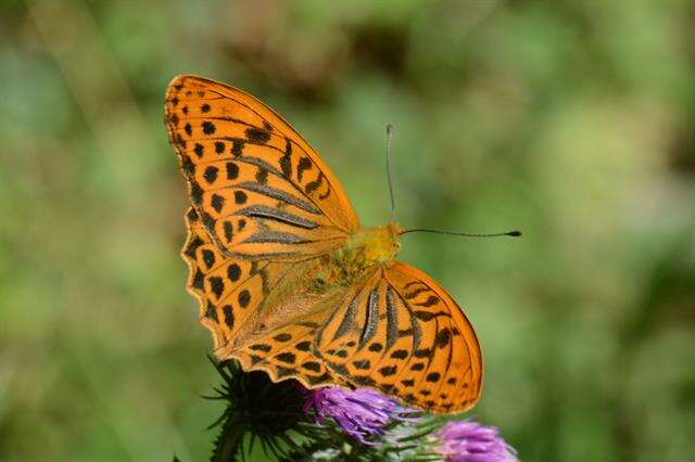 Image of Argynnis