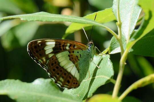 Plancia ëd Limenitis