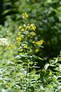 Image of yellow loosestrife