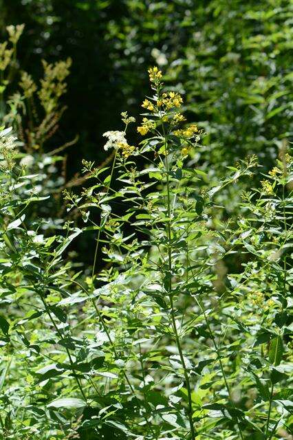 Image of yellow loosestrife